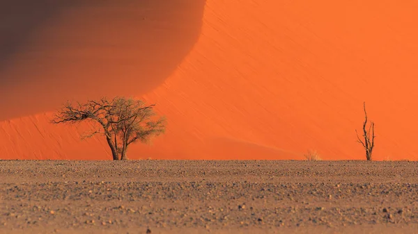 Θίνες Στο Νότιο Τμήμα Της Ερήμου Namib Στο Εθνικό Πάρκο — Φωτογραφία Αρχείου