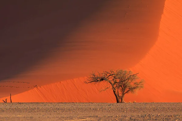 Dunes Déli Részén Namib Sivatag Namib Naukluft Nemzeti Park Namíbia — Stock Fotó