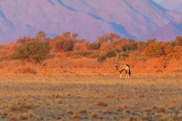 Oryx Grande Antílope Parte Sul Deserto Namib Parque Nacional Namib — Fotografia de Stock