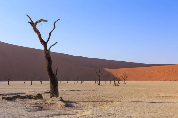 Deadvlei 白色粘土盘 位于纳米比亚纳米布诺克洛夫特公园内 死了的薇莎莉亚 艾瑞欧巴后面是色彩斑斓的沙丘 — 图库照片