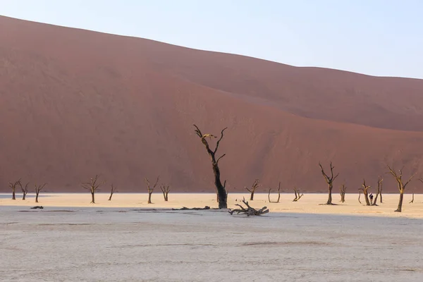 Deadvlei Fehér Agyag Serpenyő Található Namíbiai Namib Naukluft Parkban Halott — Stock Fotó