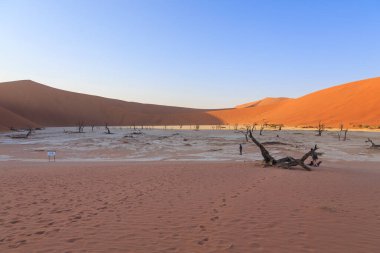 Deadvlei, Namibya - 29 Eylül 2018: Deadvlei, Namibya 'daki Namib-Naukluft Parkı' nda bulunan beyaz kil tavası. Ölü Vachellia Erioloba. Arkaplanda renkli kum tepeleri.