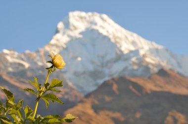 Nepal annapurna üzerinde çiçek