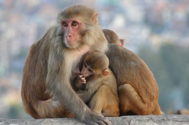 Monkey in Kathmandu clipart