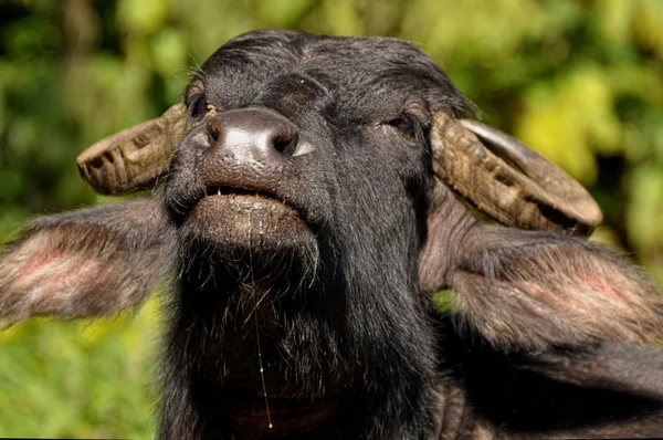 喜马拉雅牦牛 — 图库照片