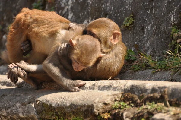 Μαϊμού στο Κατμαντού — Φωτογραφία Αρχείου