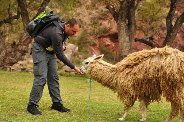 El hombre alimenta a Lama, Perú — Foto de Stock