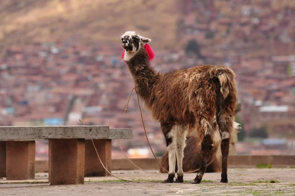 Lama en la plaza de Cuzco —  Fotos de Stock