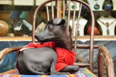 egzotik doğurmak köpek Peru İnka orkide