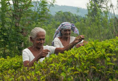 Women harvest Ceylon tea clipart