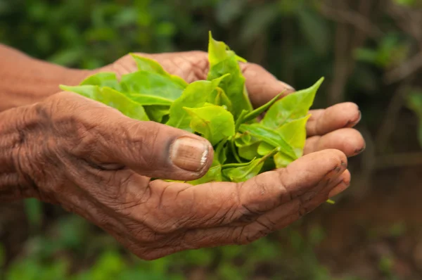 锡兰茶树叶在女性手中 — 图库照片