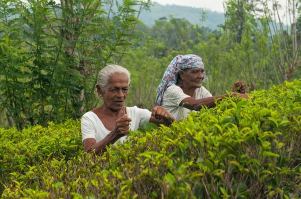Le donne raccolgono il tè Ceylon Foto Stock Royalty Free