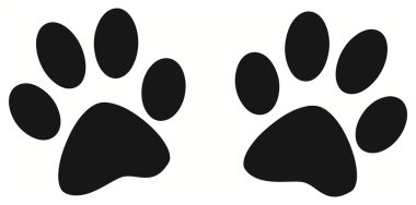 köpek izleri