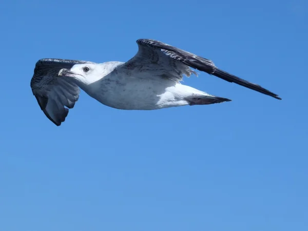 Seagul — Stock Photo, Image