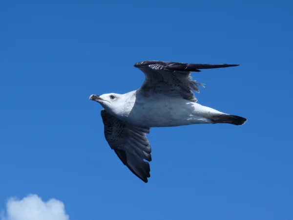 Seagul — Stock Photo, Image