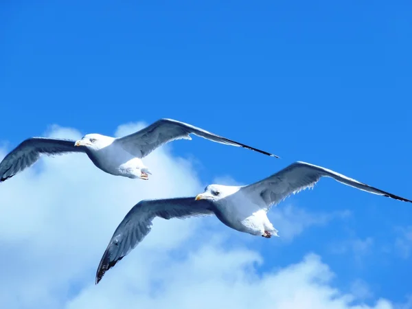 Seagul — Stock Photo, Image