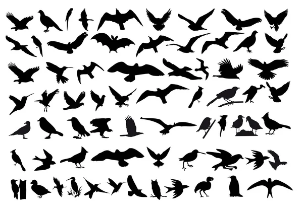 Vector de aves — Vector de stock