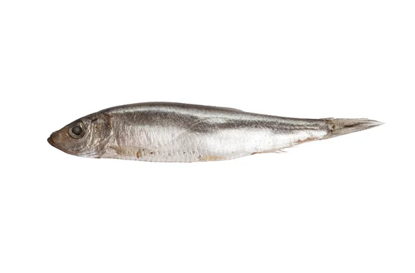 Sprat fish — Stock Photo, Image