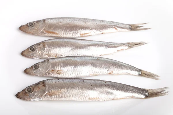 Sprat fish — Stock Photo, Image