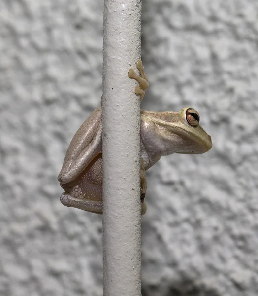 Tree Frog on the tube — Stock Photo, Image