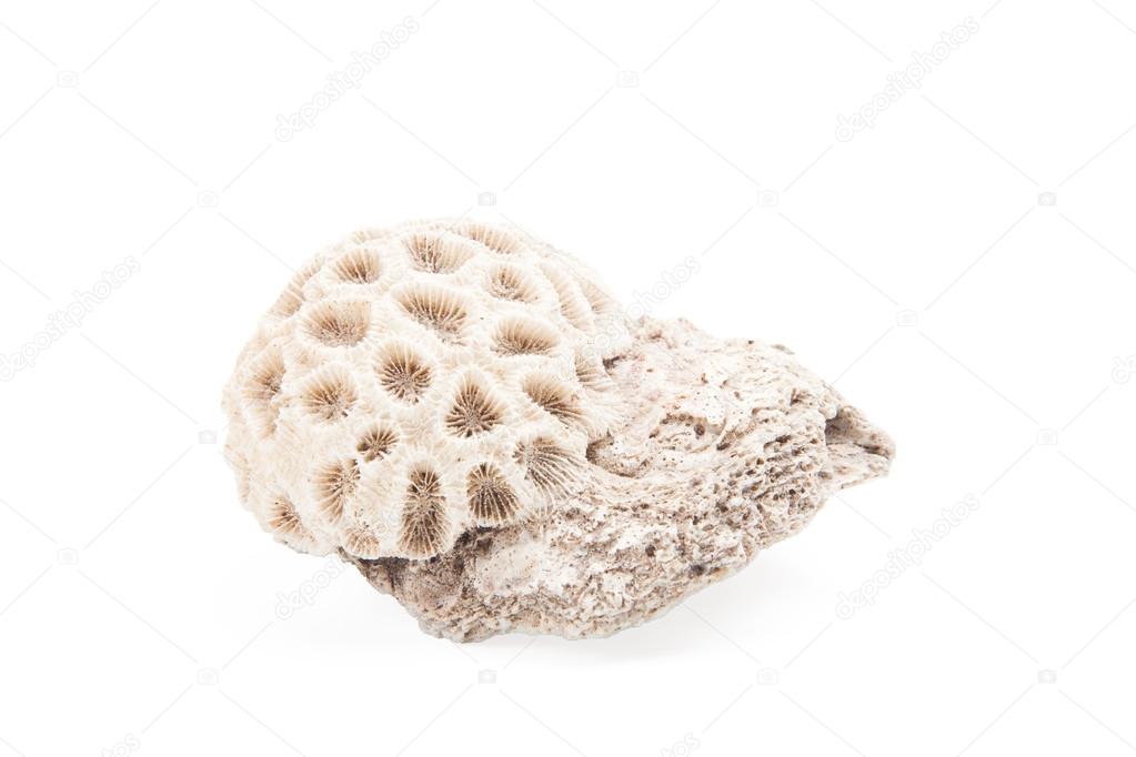 White coral isolated on a white background
