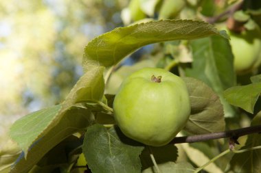 Yeşil elma hasat hazır dal
