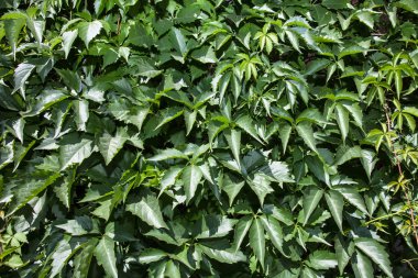 doğal yaprak yeşil duvar, çevre dostu arka plan 