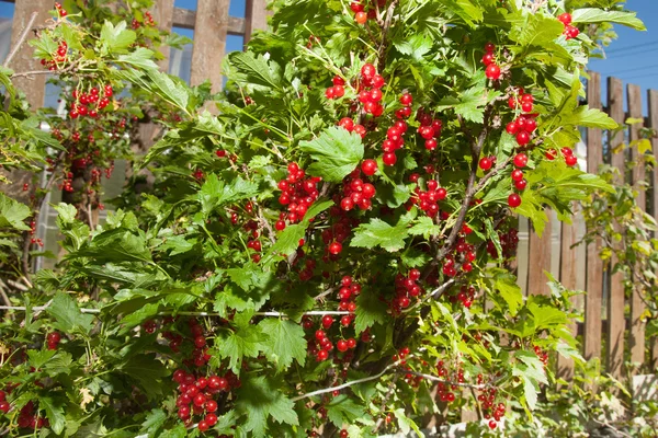 ahşap bir çit bir arka plan üzerinde kırmızı Frenküzümü fidanları