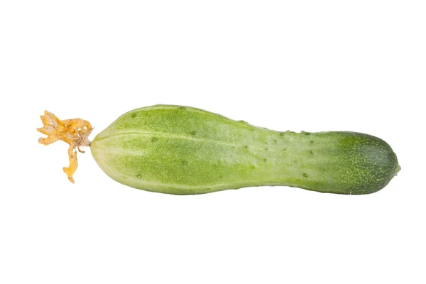 One cucumber with flowers isolated on white background — Stock Photo, Image