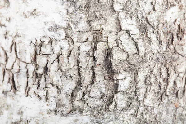 Texture of a birch bark, blurry around the edges — Stock Photo, Image