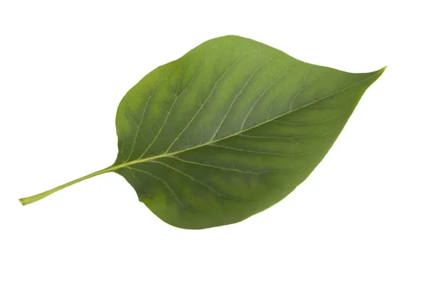 ライラックの白い背景で隔離の緑の葉 — ストック写真