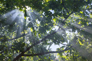 Güneş ışınları ve bitki örtüsü yollarını yapmak