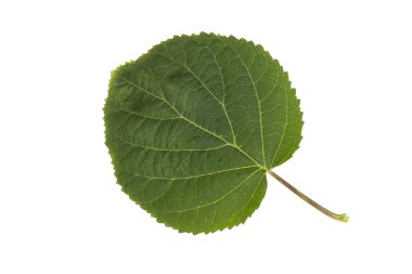 Beyaz arkaplanda yeşil yaprak izole edildi