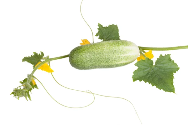 Cucumber on the vine with leaves and flowers isolated on white background — Stock Photo, Image