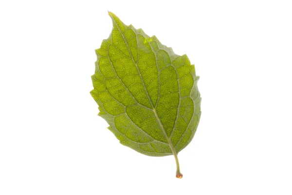 Feuille verte isolée sur fond blanc — Photo