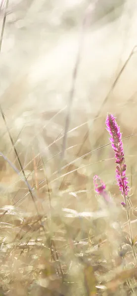 花のカードポスター美しい質感自然背景植物の花紫色のセージは パステルゴールデン日当たりの良い色の草の羽の草の間の牧草地に咲きます デスクトップ用壁紙 電話用壁紙 — ストック写真