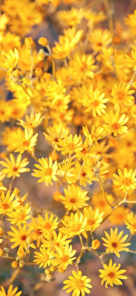 Floral Cartão Saudação Fundo Verão Com Prado Amarelo Flor Selvagem — Fotografia de Stock