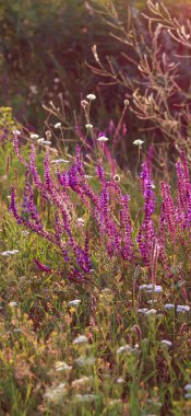 Adaçayı çiçekli güzel doğal arka plan, akşam güneşinin ışıltılarında çiçek açan yaz çayırı, tarladaki şifalı bitkiler. Masaüstü için duvar kağıdı, telefon için duvar kağıdı.
