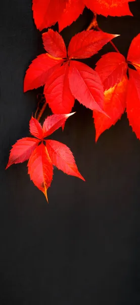 Jesienne Tło Sezonowe Liśćmi Czerwone Piękne Liście Winogron Czarnej Ścianie — Zdjęcie stockowe