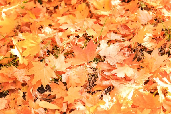 Jesienne Sezonowe Kolorowe Tło Teksturą Upadłych Żółtych Pomarańczowych Liści Liści — Zdjęcie stockowe