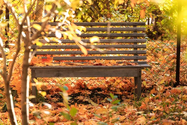 Outono Sazonal Fundo Colorido Banco Para Relaxar Silêncio Tranquilidade Sob — Fotografia de Stock
