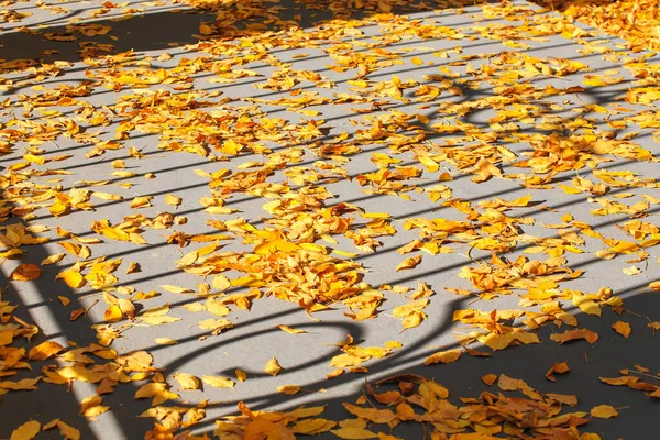 Fond Automnal Feuilles Jaunes Dans Parc Extérieur Sur Asphalte Avec — Photo