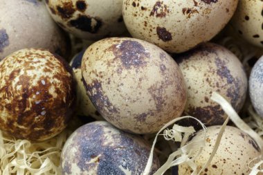 A, B, PP, B12 vitamini, amino asitler, beta-karoten, kalsiyum, magnezyum, demir, fosfor, protein, kolin, riboflavin, folik asit, selenyum içeren bıldırcın yumurtalarının üst plan görüntüsü.