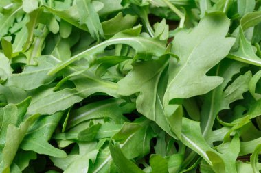 Yeşil yapraklı sebze sağlıklı vitamin salatası. Eruca vesicaria rogula lahanası. Yakın plan aile.