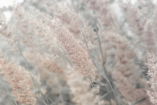 パステルカラーの自然な夏の花の背景、素朴な牧草地で草の葦のテクスチャ — ストック写真