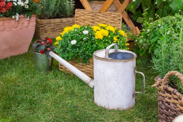 Pengairan besi retro antik bisa di rumput di taman di musim panas. Hobby berkebun dan budidaya bunga — Stok Foto