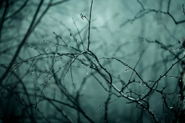 Αφηρημένο σκοτεινό τρομακτικό υπόβαθρο. Το δάσος είναι μυστηριώδες με παράξενο σεληνόφως και νύχτα φαντάσματα κλαδιά των δέντρων στην ομίχλη προκαλώντας ένα αίσθημα φόβου. Έννοια τρόμου — Φωτογραφία Αρχείου