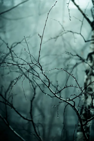 Fundo assustador escuro abstrato. A floresta é misteriosa com luar estranho e noite ramos fantasmagóricos de árvores no nevoeiro causando um sentimento de medo. Conceito de horror — Fotografia de Stock