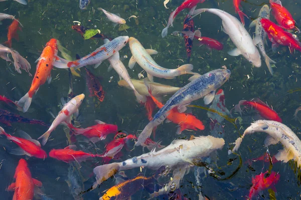 Koi sazan balığı Japon havuzda yüzüyor. Yapay bir gölette renkli dekoratif balıklar, yukarıdan manzara. Havuz suyu, altın balık..