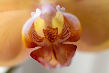 Turuncu orkide çiçeği makro fotografı kapat. Kart tasarımı için orkideli şehvetli bir fotoğraf. Çiçek, tutku ve çiçek kavramı..